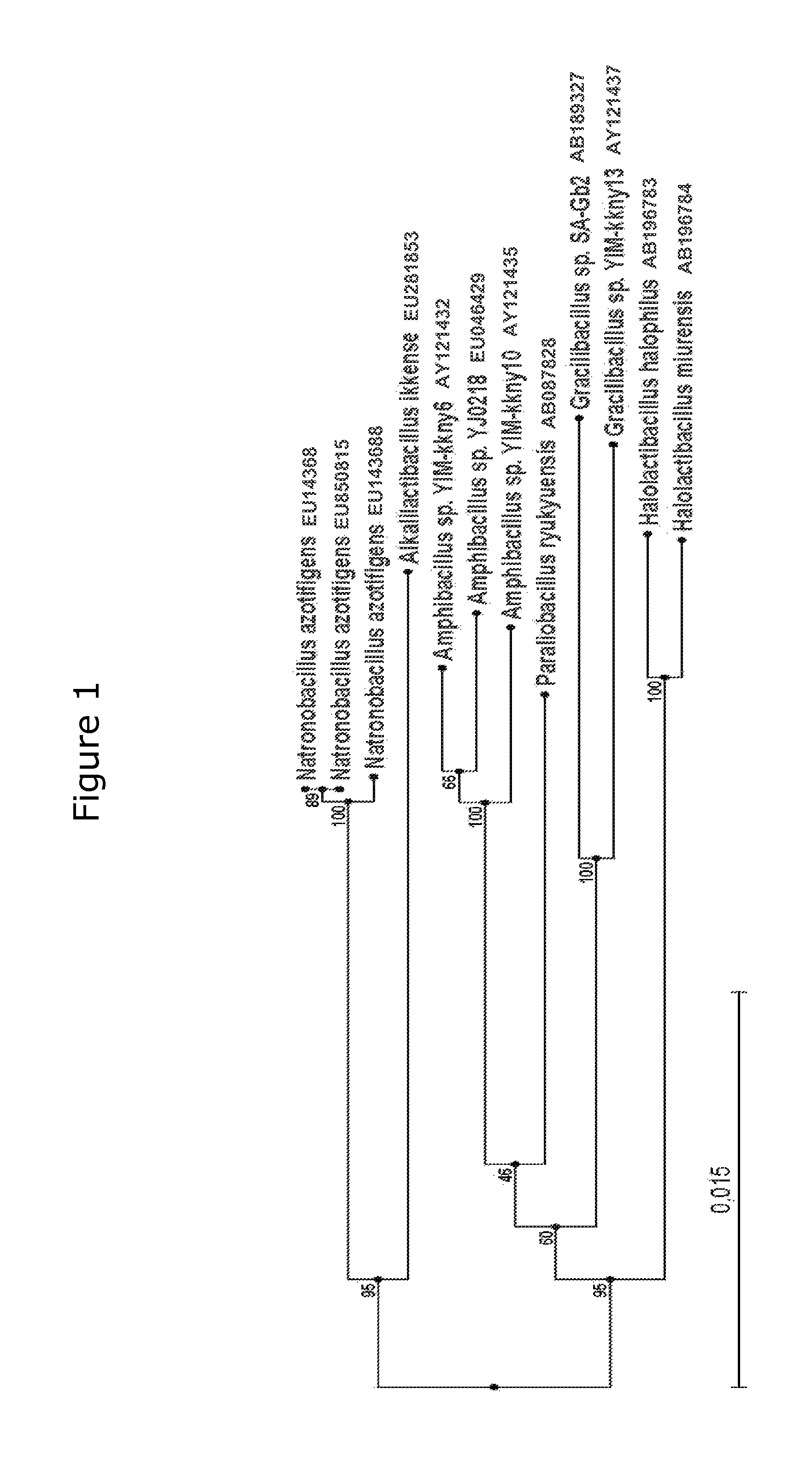 Cold-active beta-galactosidase, a method of producing same and use of such enzyme