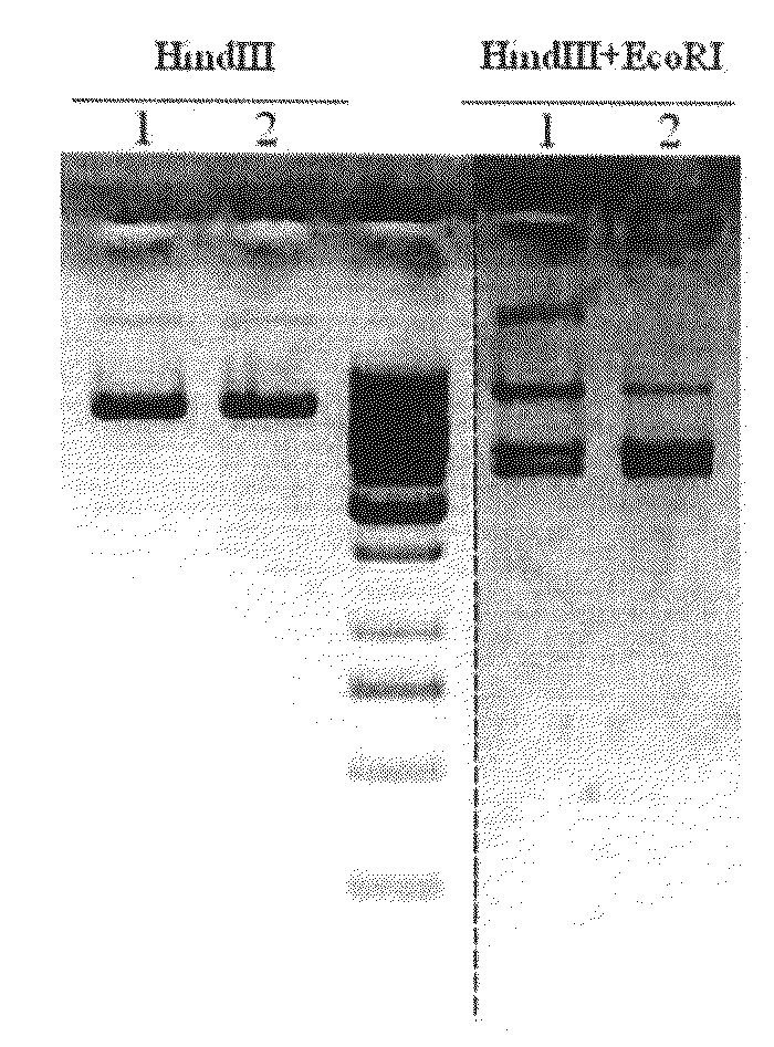 Transformation of gram positive bacteria by sonoporation