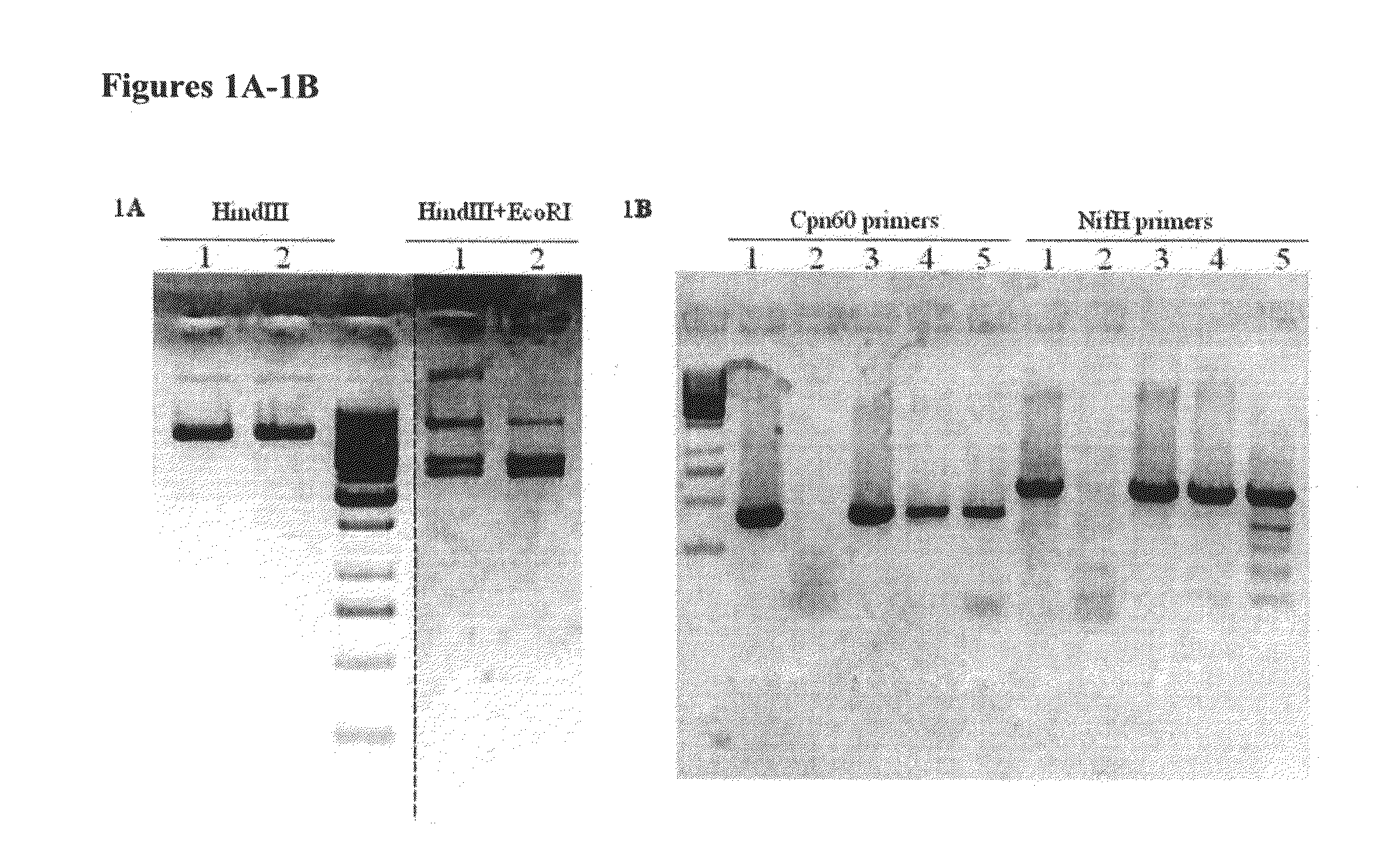 Transformation of gram positive bacteria by sonoporation