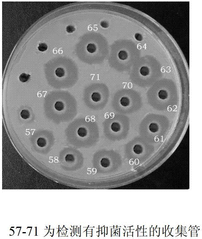 Technique for preparing antimicrobial peptide by using Bacillus subtilis