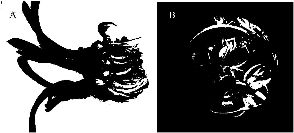 A method for establishing a blue crystal flower bulblet regeneration system with stamens as explants