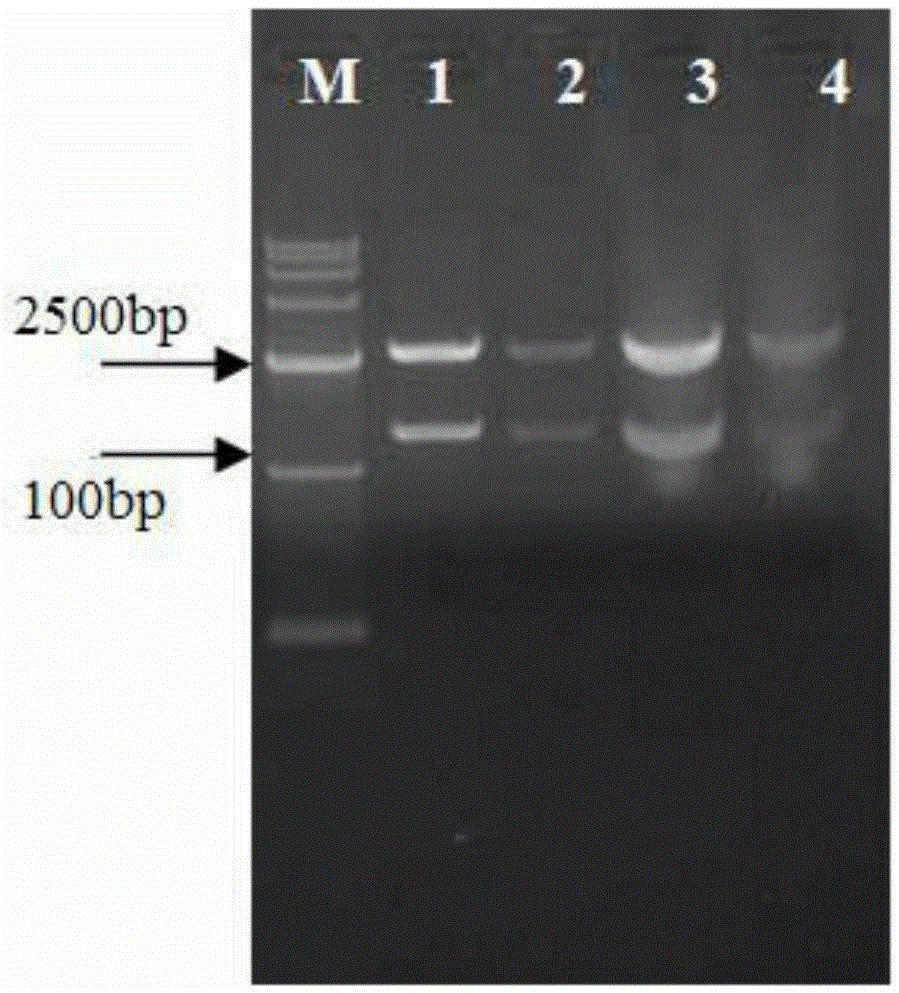 A suicide plasmid pytklkrt knocking out the prck gene and its construction method