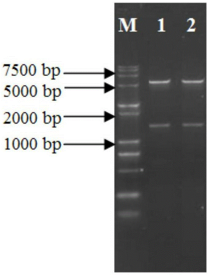 A suicide plasmid pytklkrt knocking out the prck gene and its construction method