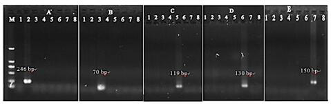 Composition, kit and method for identifying deer species by gexp multiplex PCR