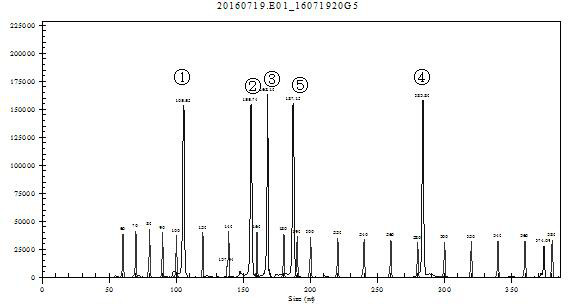 Composition, kit and method for identifying deer species by gexp multiplex PCR