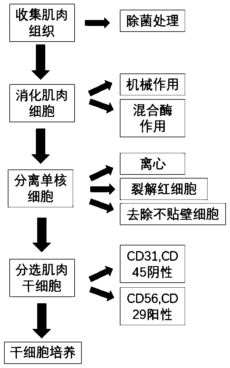 Separation and purification method of high-purity porcine muscle stem cells