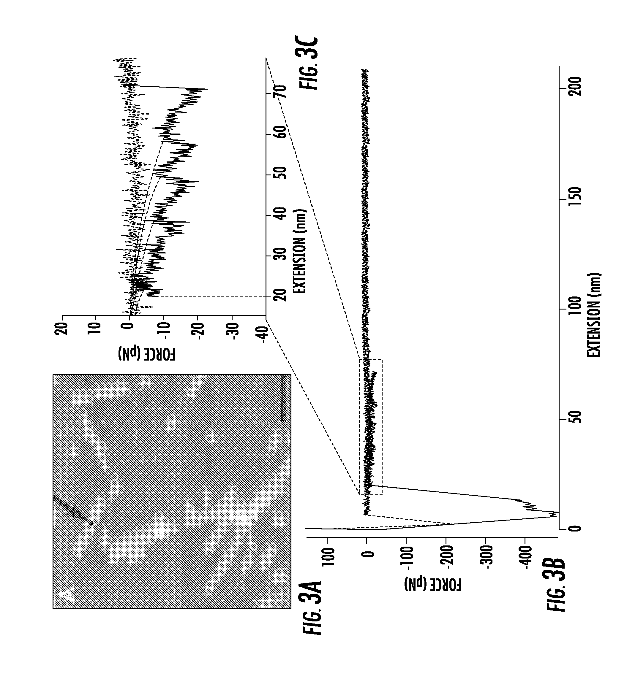 Amyloid and amyloid-like structures