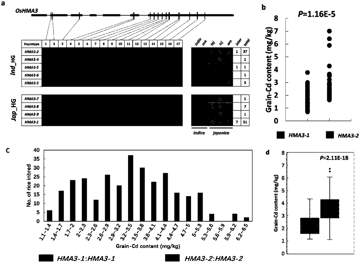 Molecular marker Caps7 in paddy rice cadmium accumulation related gene OsHMA3 and application thereof