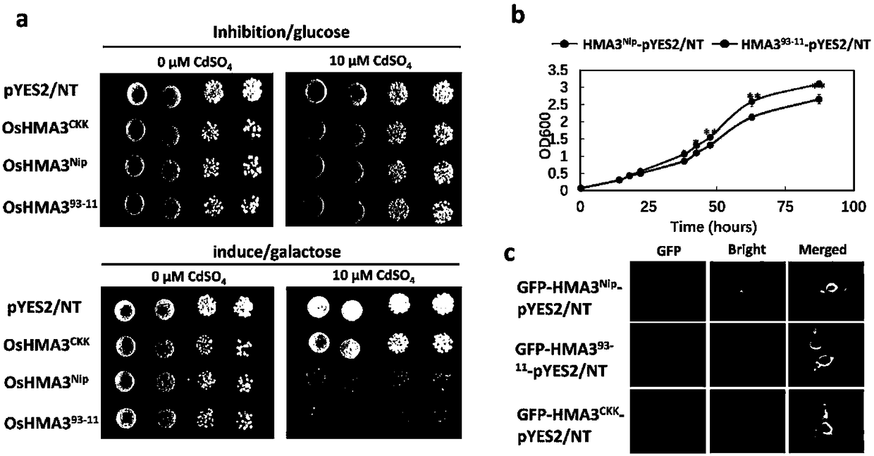 Molecular marker Caps7 in paddy rice cadmium accumulation related gene OsHMA3 and application thereof