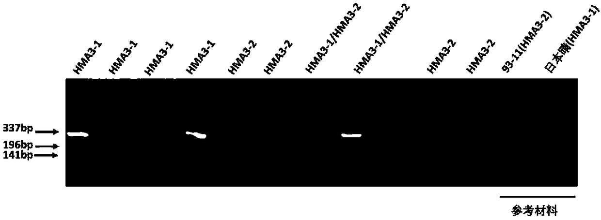 Molecular marker Caps7 in paddy rice cadmium accumulation related gene OsHMA3 and application thereof