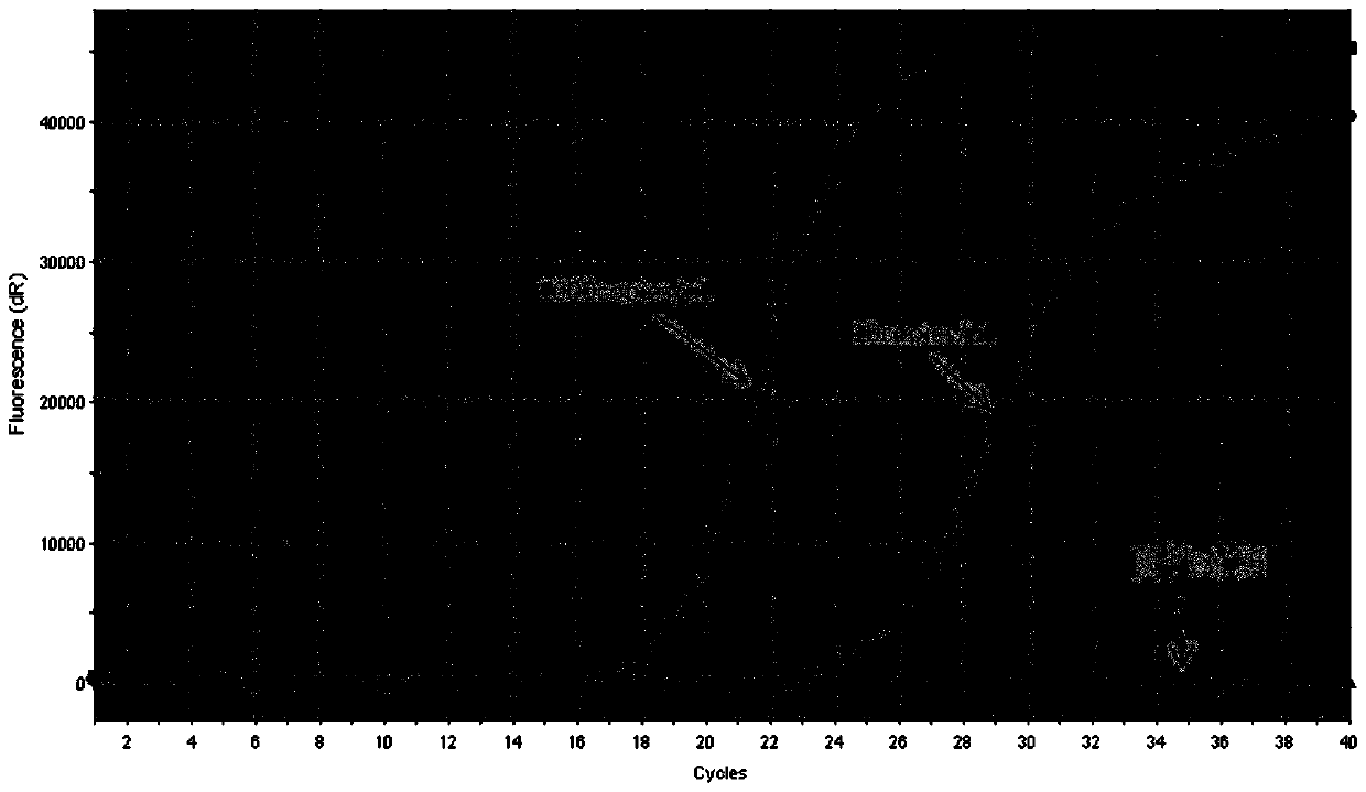 Primers, probes, detection systems and kits for one-time detection of multiple genes in lung cancer