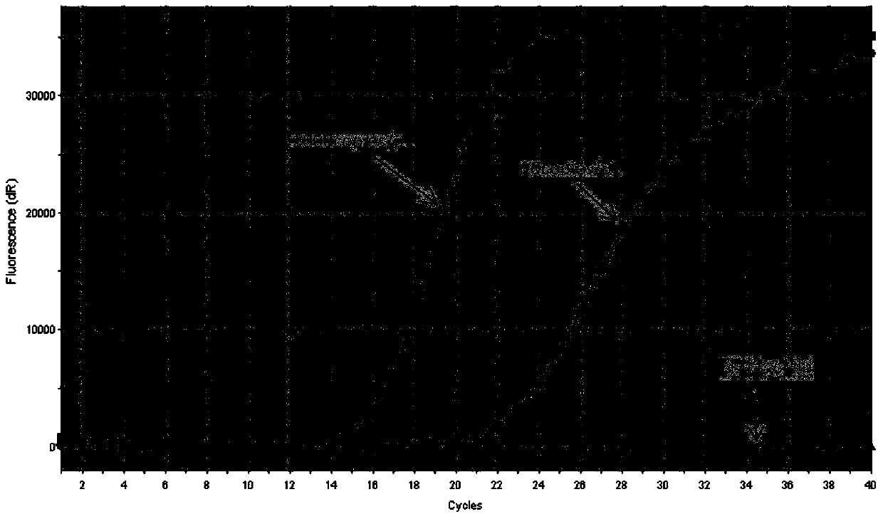 Primers, probes, detection systems and kits for one-time detection of multiple genes in lung cancer