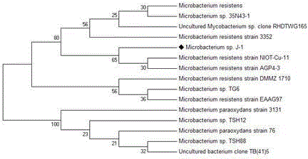 Applications of Microbacterium sp. J-1 in degradation of plurality of phthalic acid esters