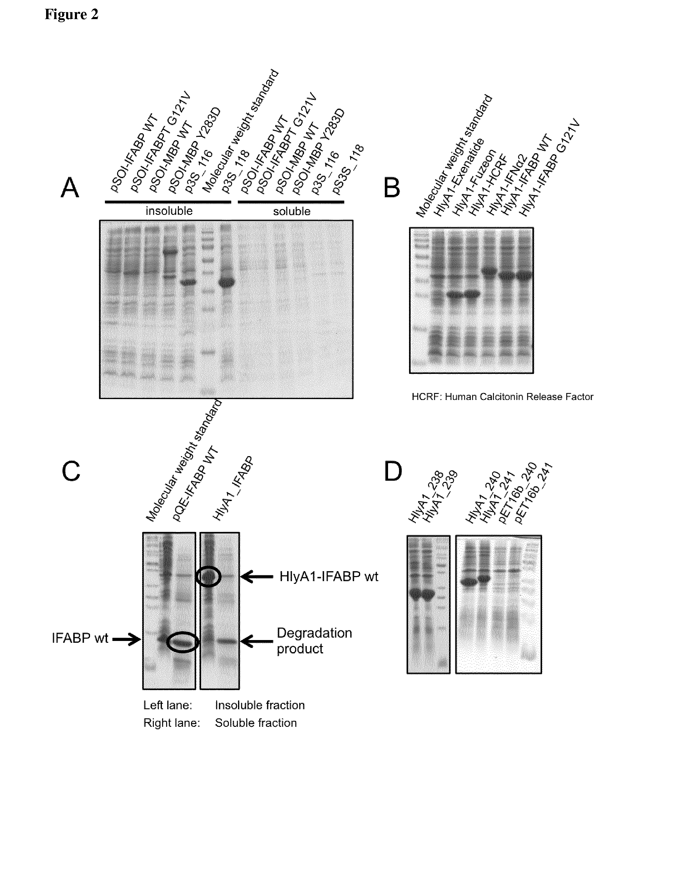 Methods for the expression of peptides and proteins