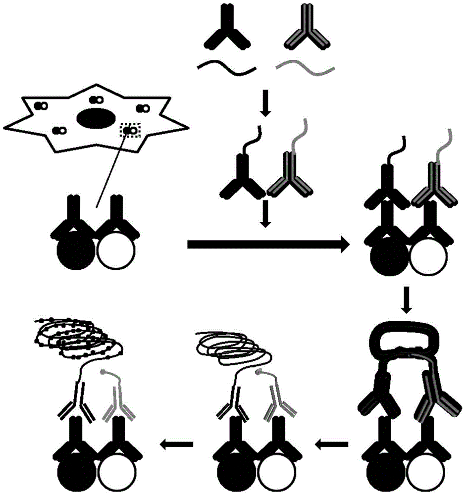 Screening method of anticancer medicine