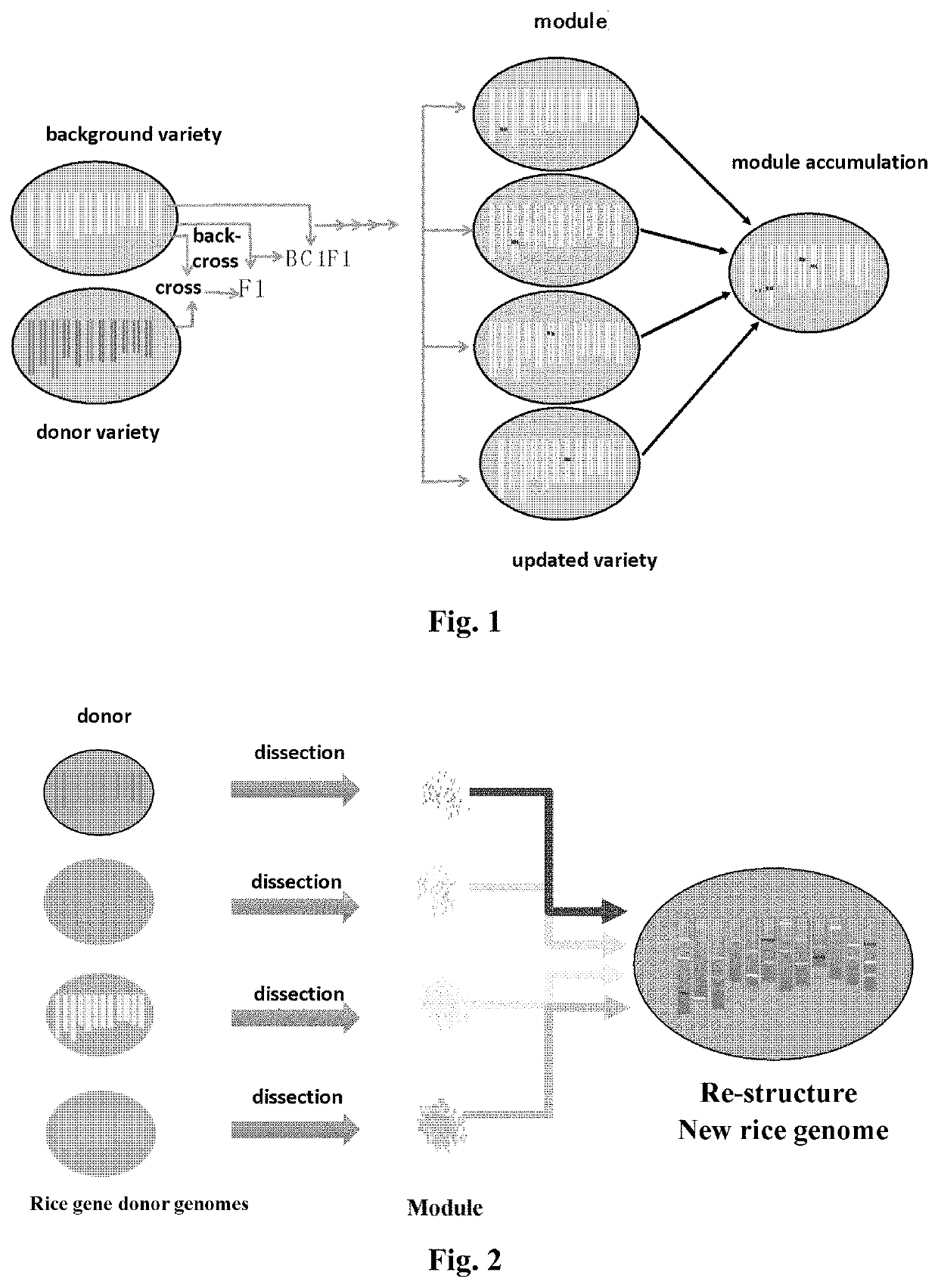 Method for improving plant variety