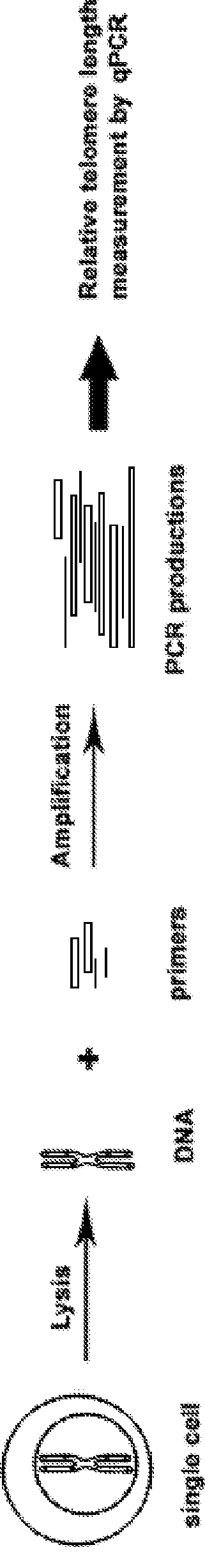 A method for a single cell analysis of telomere length