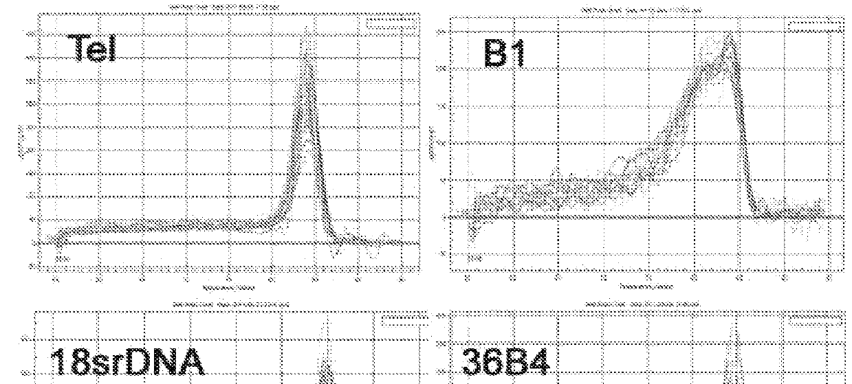 A method for a single cell analysis of telomere length