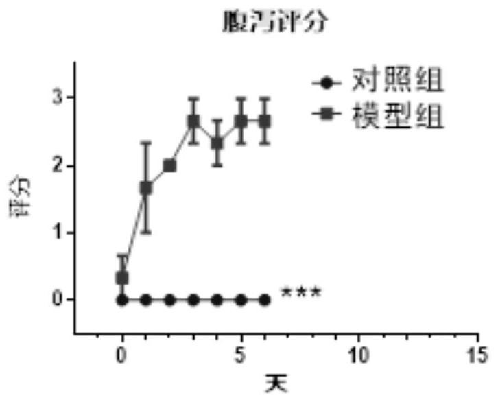 Enteromycodermitis animal model as well as construction method and application thereof