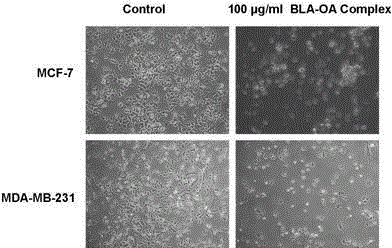 Cow milk protein fatty acid modifier capable of inducing human breast cancer cell apoptosis, and preparation method thereof