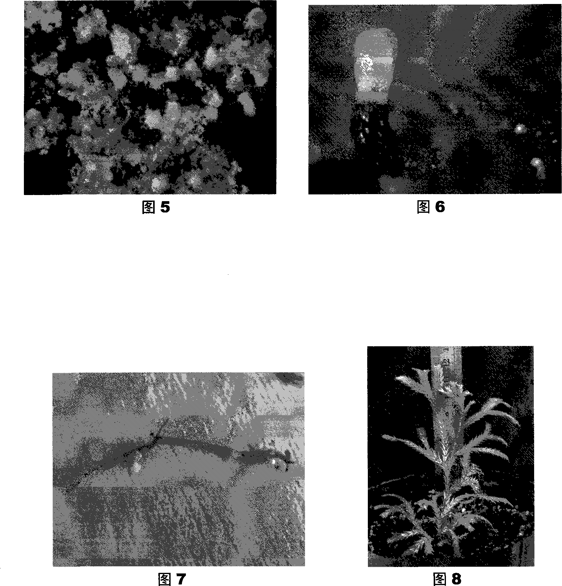 Fujian cypress somatic cell embryogenesis and plant regeneration technique