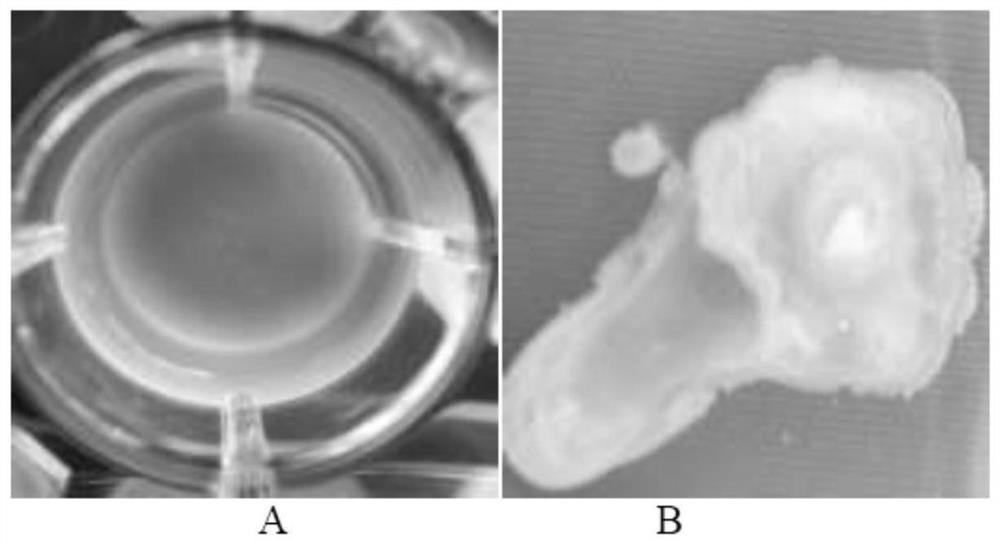 Broad-spectrum antifungal bacillus altitudinis ZKY02 and application thereof