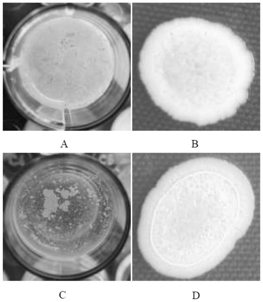 Broad-spectrum antifungal bacillus altitudinis ZKY02 and application thereof