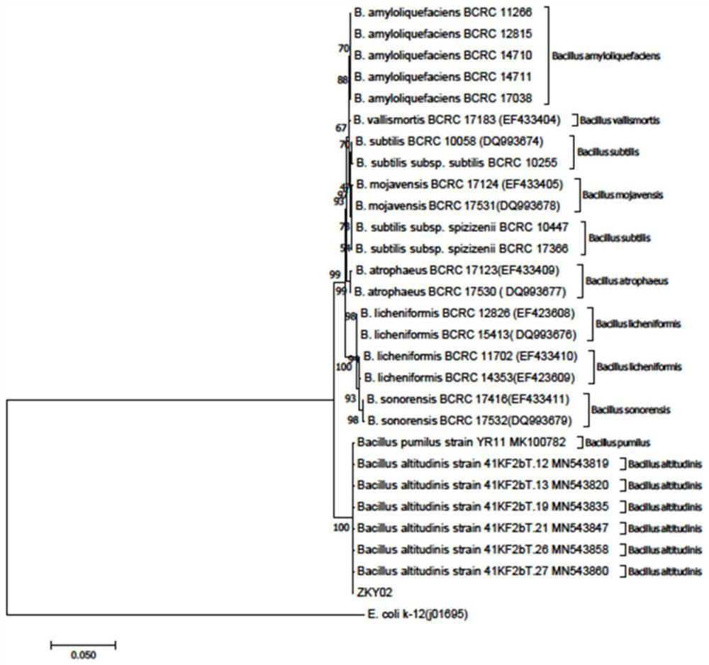 Broad-spectrum antifungal bacillus altitudinis ZKY02 and application thereof