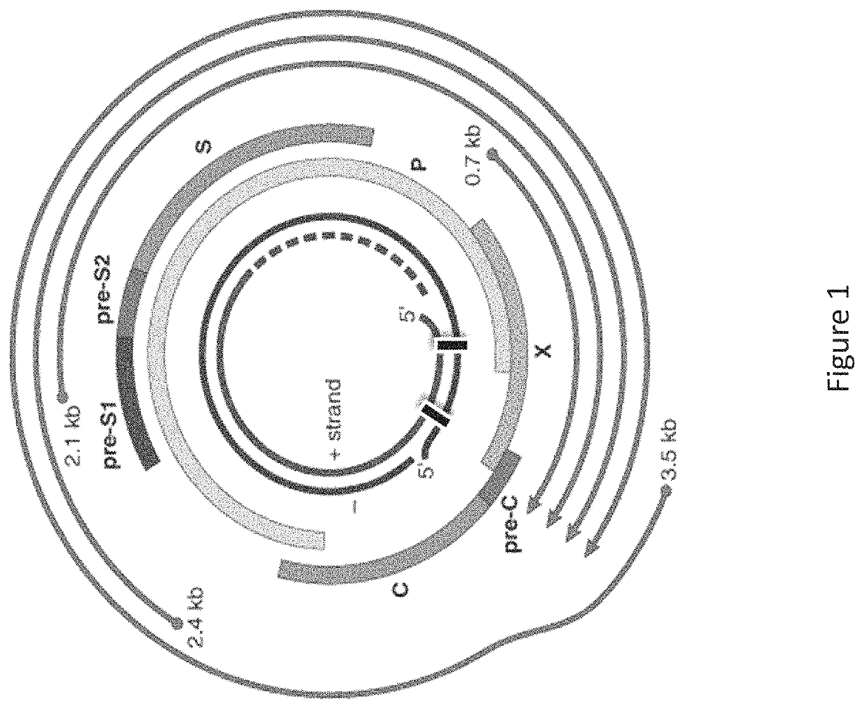 Hepatitis B virus (HBV) iRNA compositions and methods of use thereof