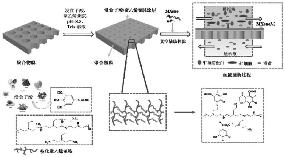 Modified polymer film and preparation method and application thereof