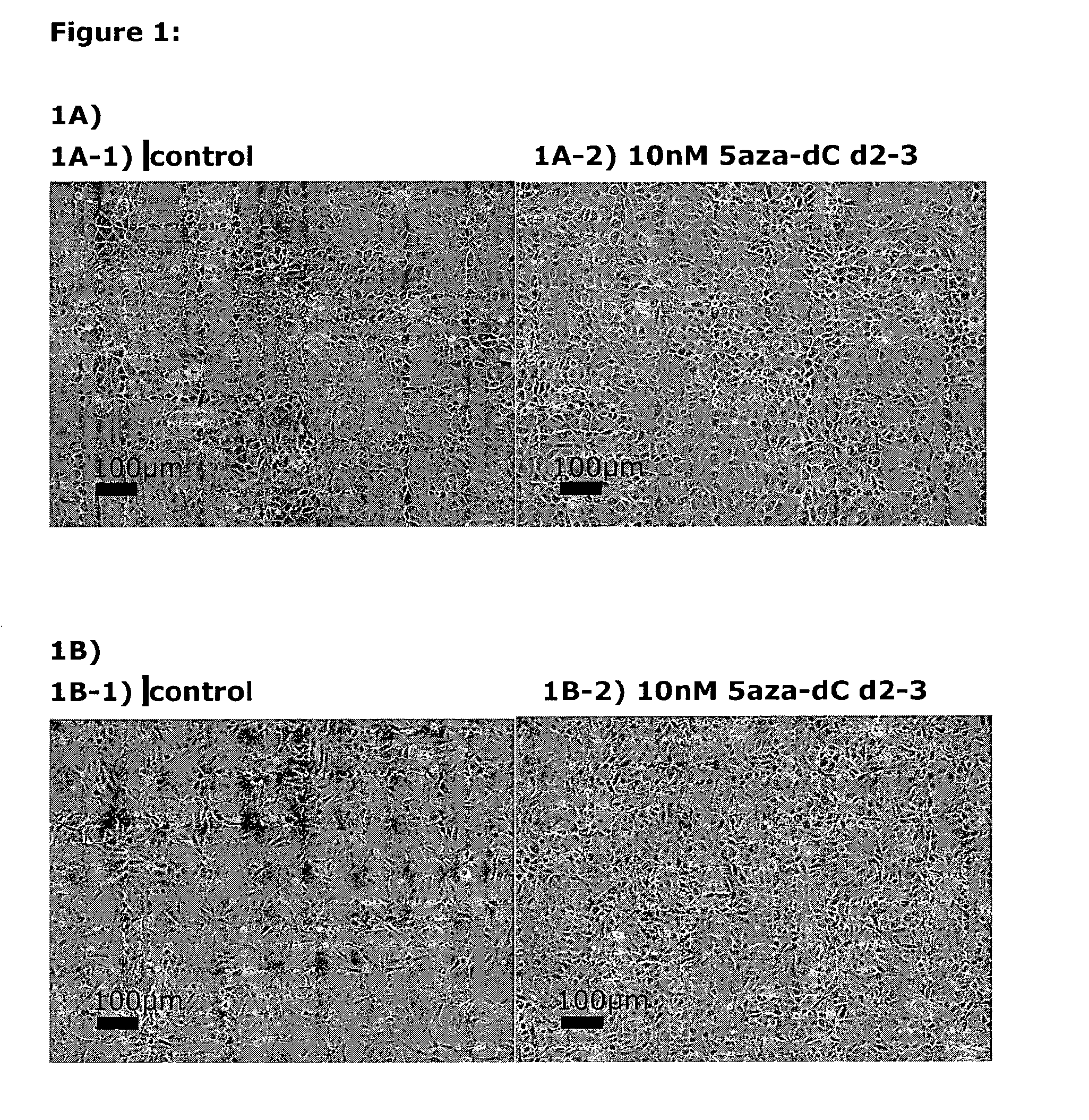 Improved methods for producing mammalian pluripotent stem cell-derived endodermal cells