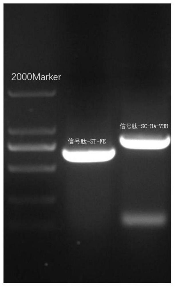 Nanoparticles for resisting H1N1 subtype influenza A virus based on self-assembled ferritin as well as preparation method and application of nanoparticles