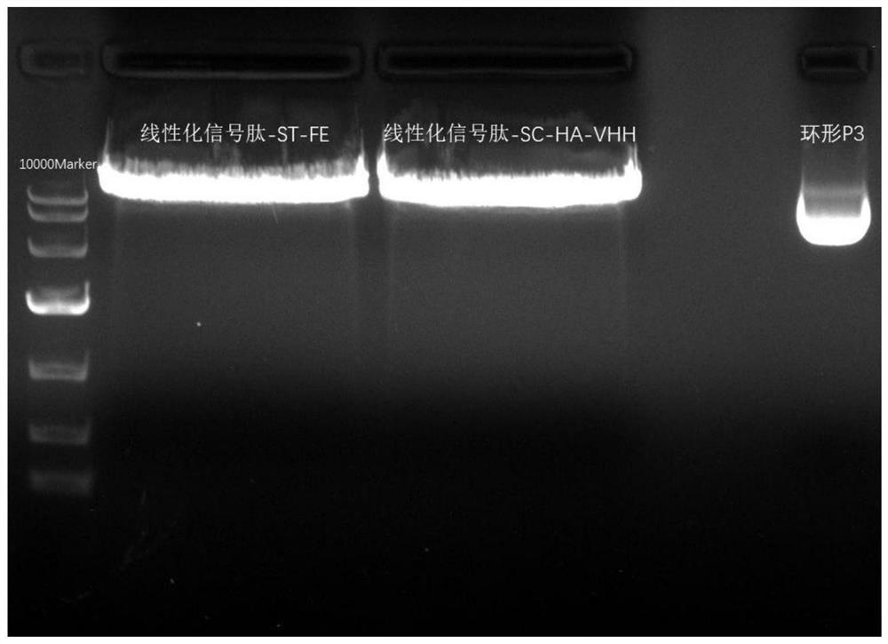 Nanoparticles for resisting H1N1 subtype influenza A virus based on self-assembled ferritin as well as preparation method and application of nanoparticles