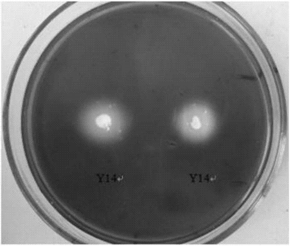 Peanut rhizosphere bacillus amyloliquefaciens and application thereof