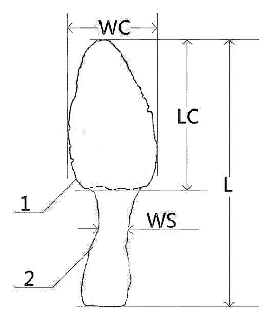 Process for manufacturing high-quality morchella strains