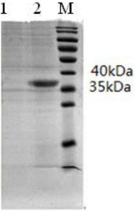 Gene for encoding Cap protein of porcine circovirus 2 and application thereof