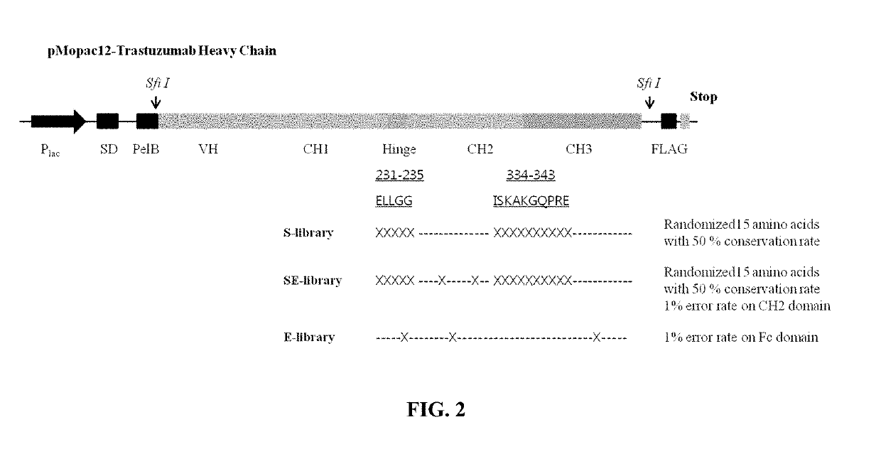 Engineered immunoglobulin Fc polypeptides displaying improved complement activation