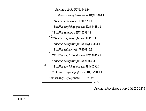 Antagonistic bacterium cooperating with AMF for disease resisting and growth promoting and application thereof