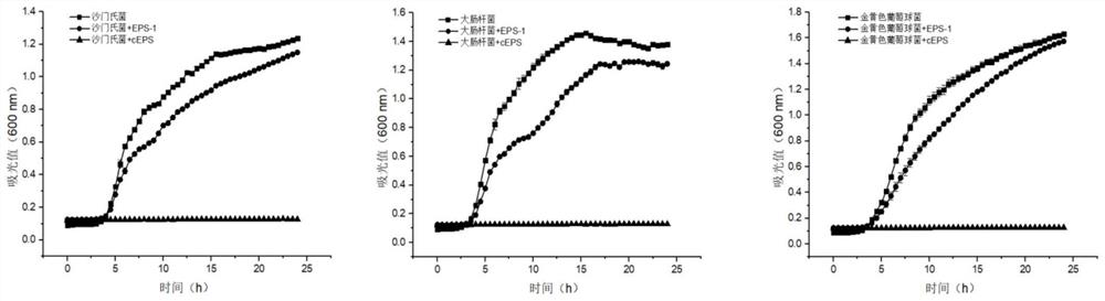 Antibacterial lactobacillus curvatus capable of producing exopolysaccharides and application thereof