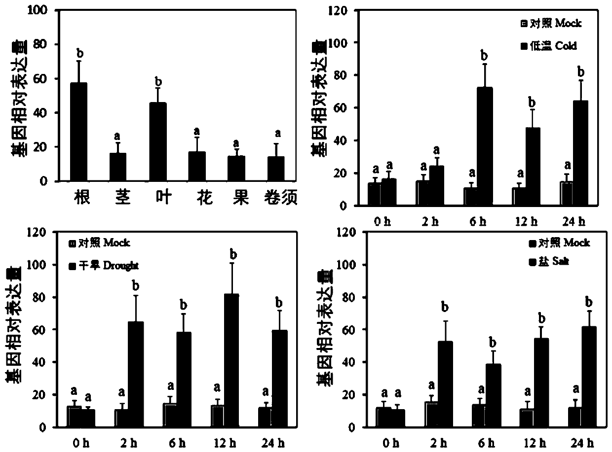 Grape VyLhcb4 gene as well as encoding protein and application thereof in breeding stress-resistant variety