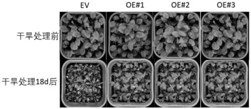 Grape VyLhcb4 gene as well as encoding protein and application thereof in breeding stress-resistant variety