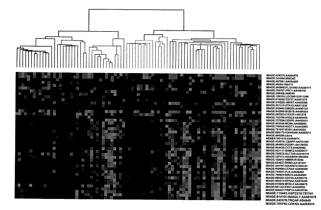 Gene-based algorithmic cancer prognosis