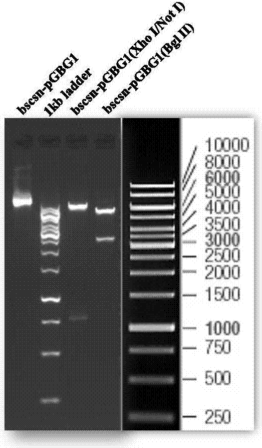 Bacillus subtilis chitosanase as well as preparation method and application thereof