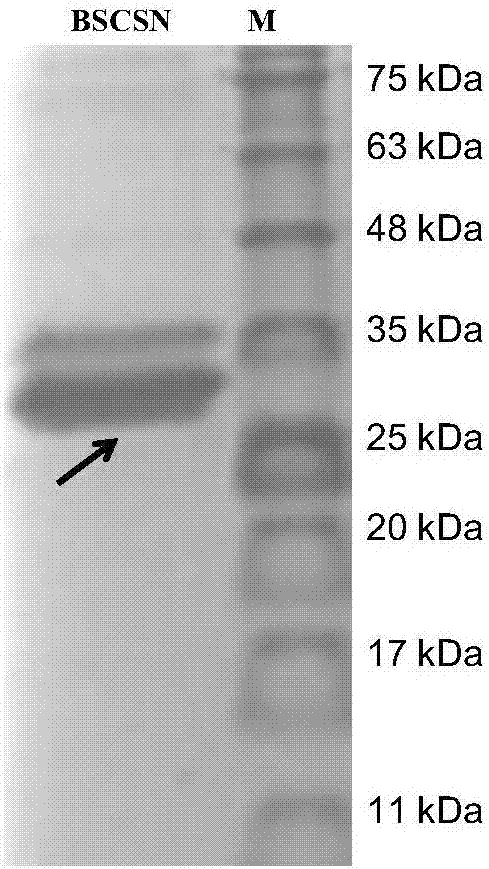 Bacillus subtilis chitosanase as well as preparation method and application thereof