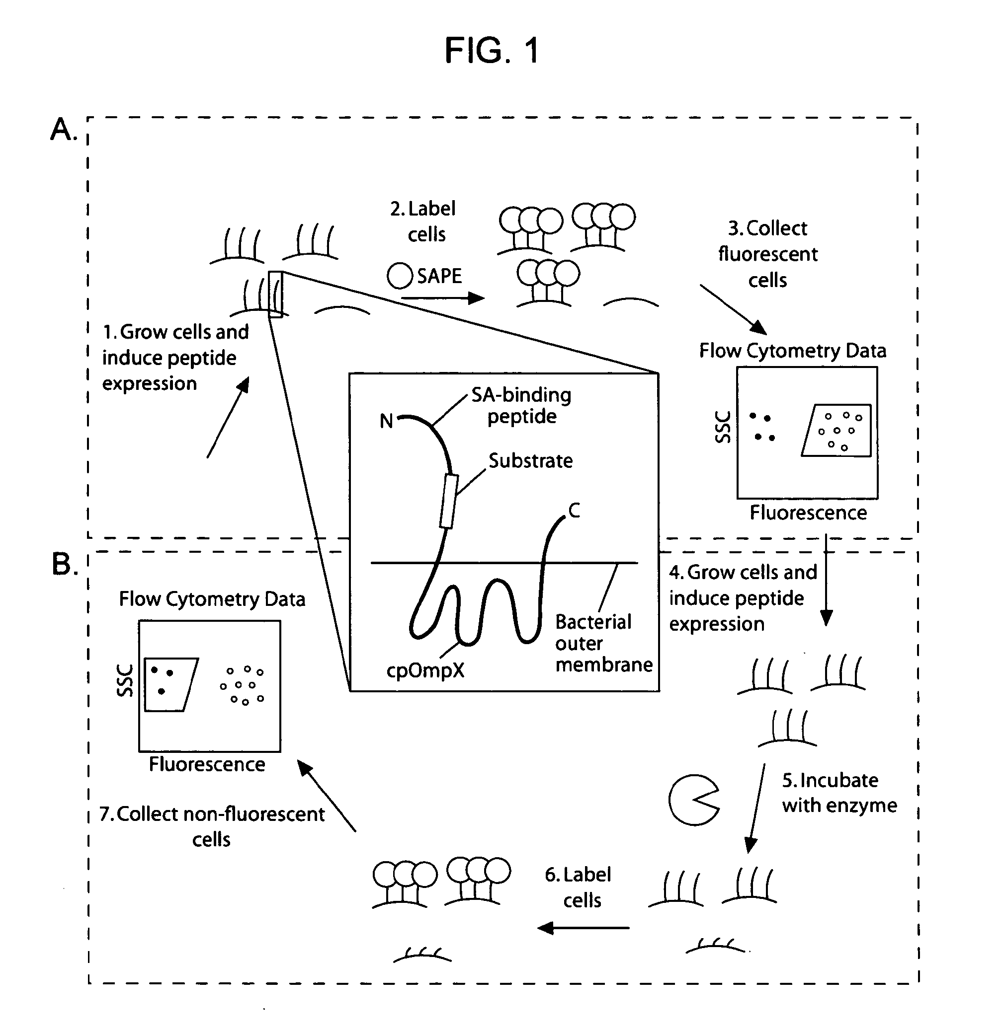 Cellular Libraries of Peptide Sequences (CLiPS) and Methods of Using the Same