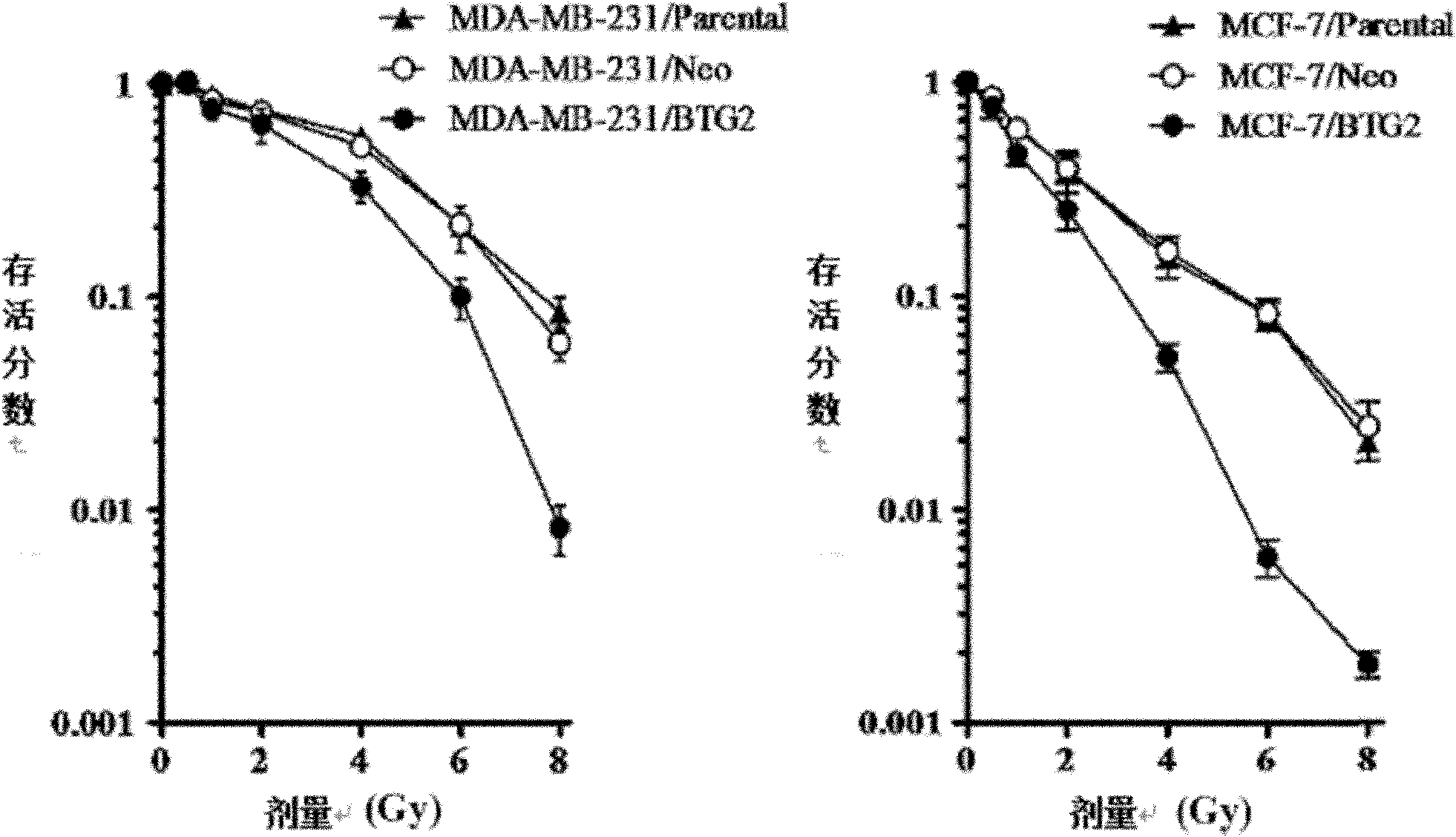 Application of BTG2 (B cell translocation gene 2) in preparing radiation sensitizing agent