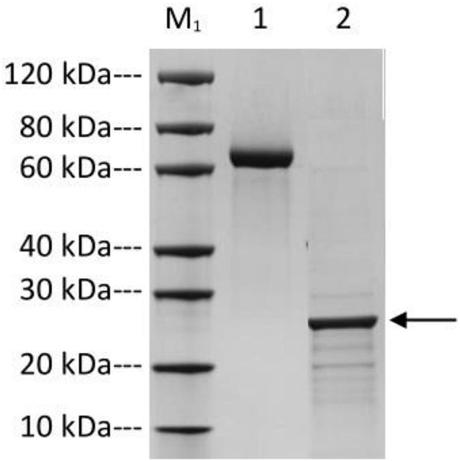 ELISA detection kit for foot-and-mouth disease O-type virus sIgA antibody and application thereof