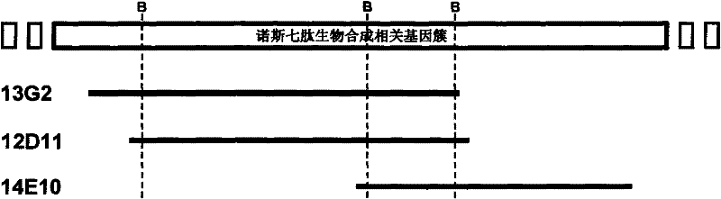 Gene cluster for biological synthesis of Nosiheptide