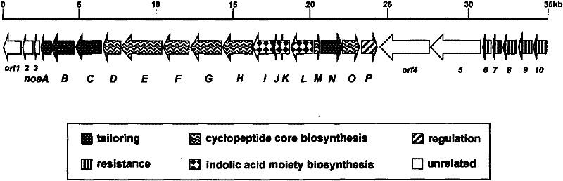 Gene cluster for biological synthesis of Nosiheptide