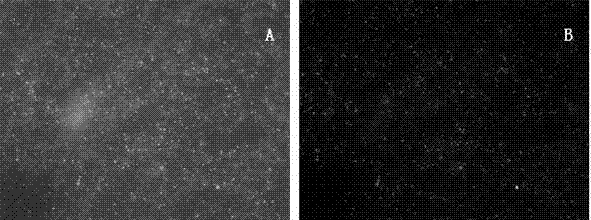 Method and device for culturing oxidizing bacteria capable of quickly enriching nitrite